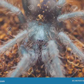 /img/16984-brazilian-pink-tarantula-molting.webp