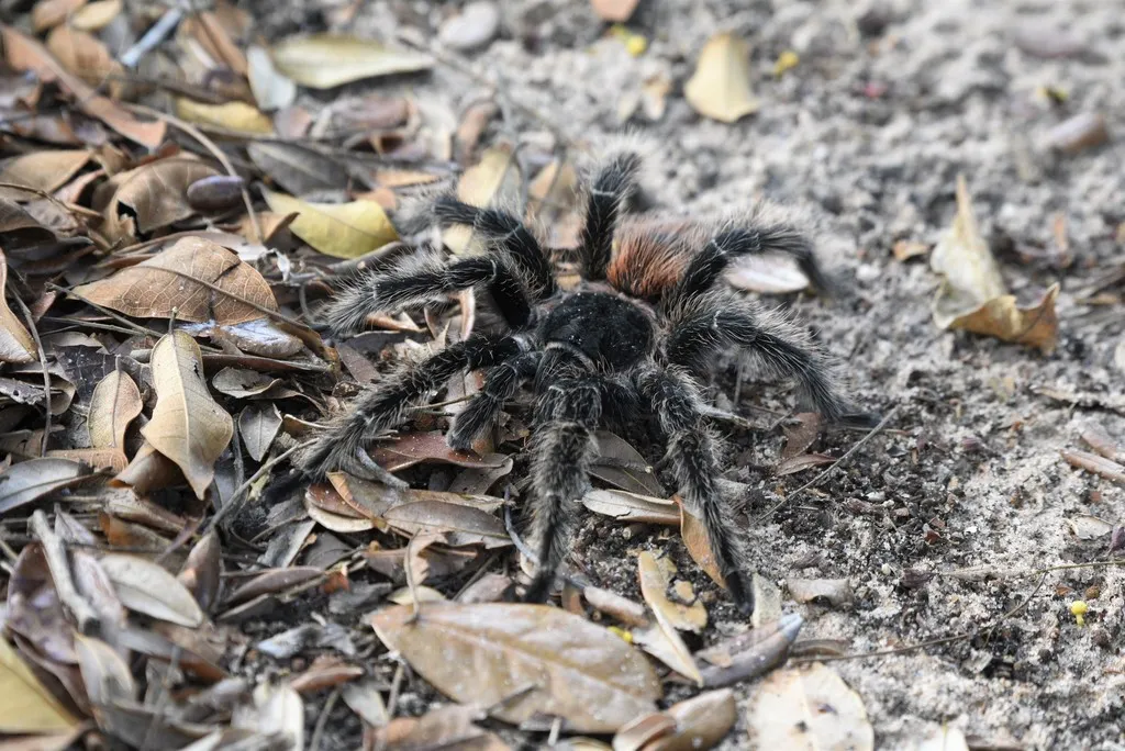 16984 brazilian pink tarantula overview