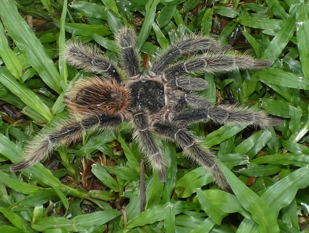 16984 brazilian pink tarantula size