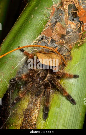 16986 orange mouth tarantula enclosure