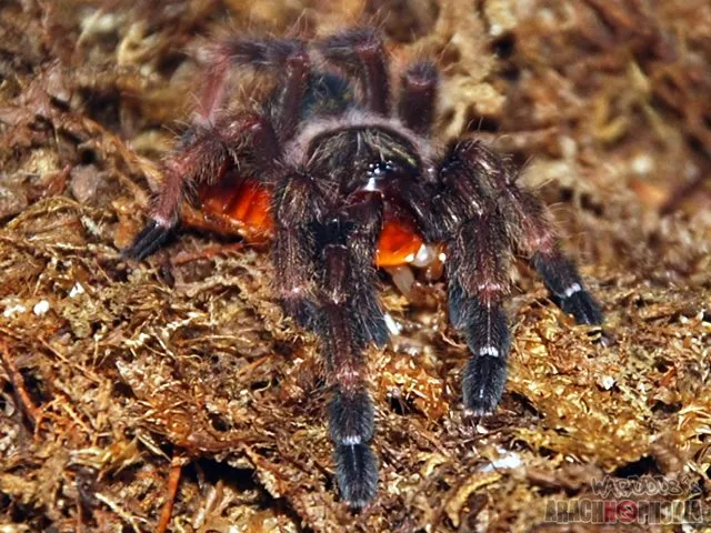 16986 orange mouth tarantula feeding