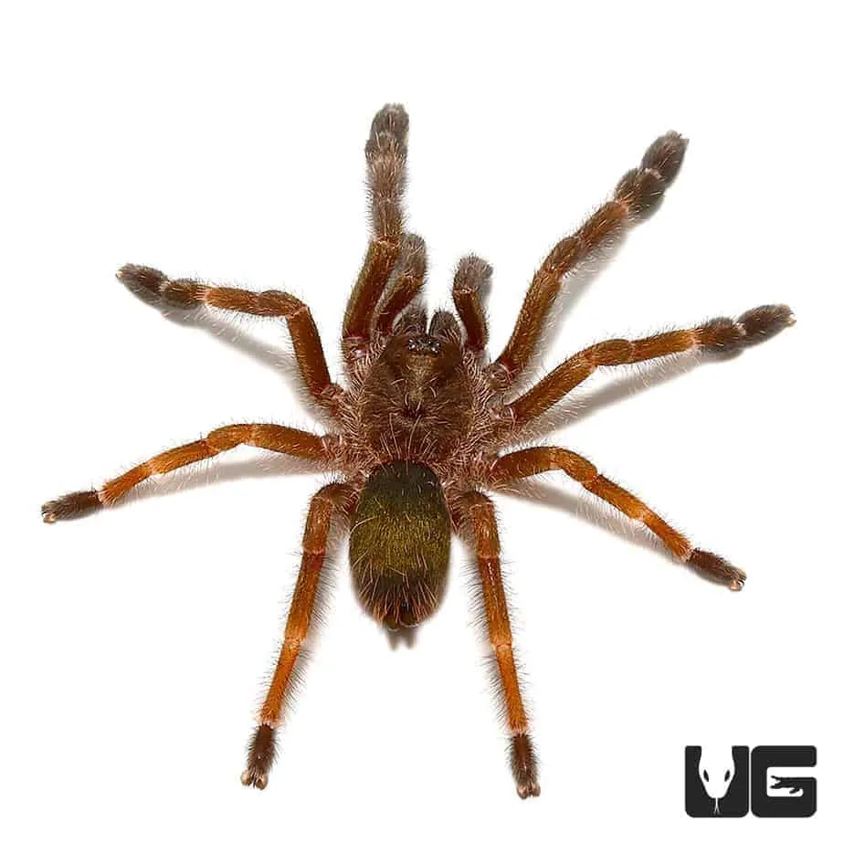 16986 orange mouth tarantula habitat
