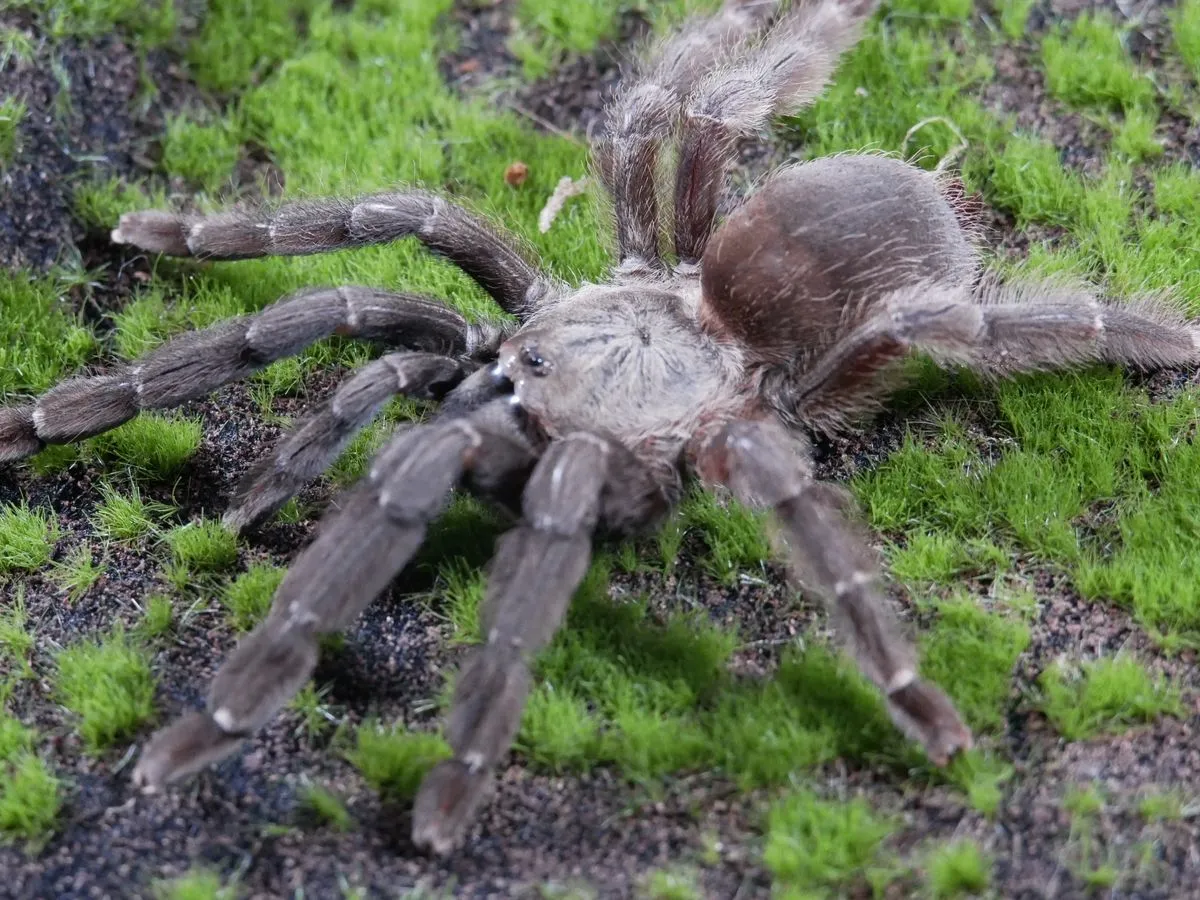 16986 orange mouth tarantula handling