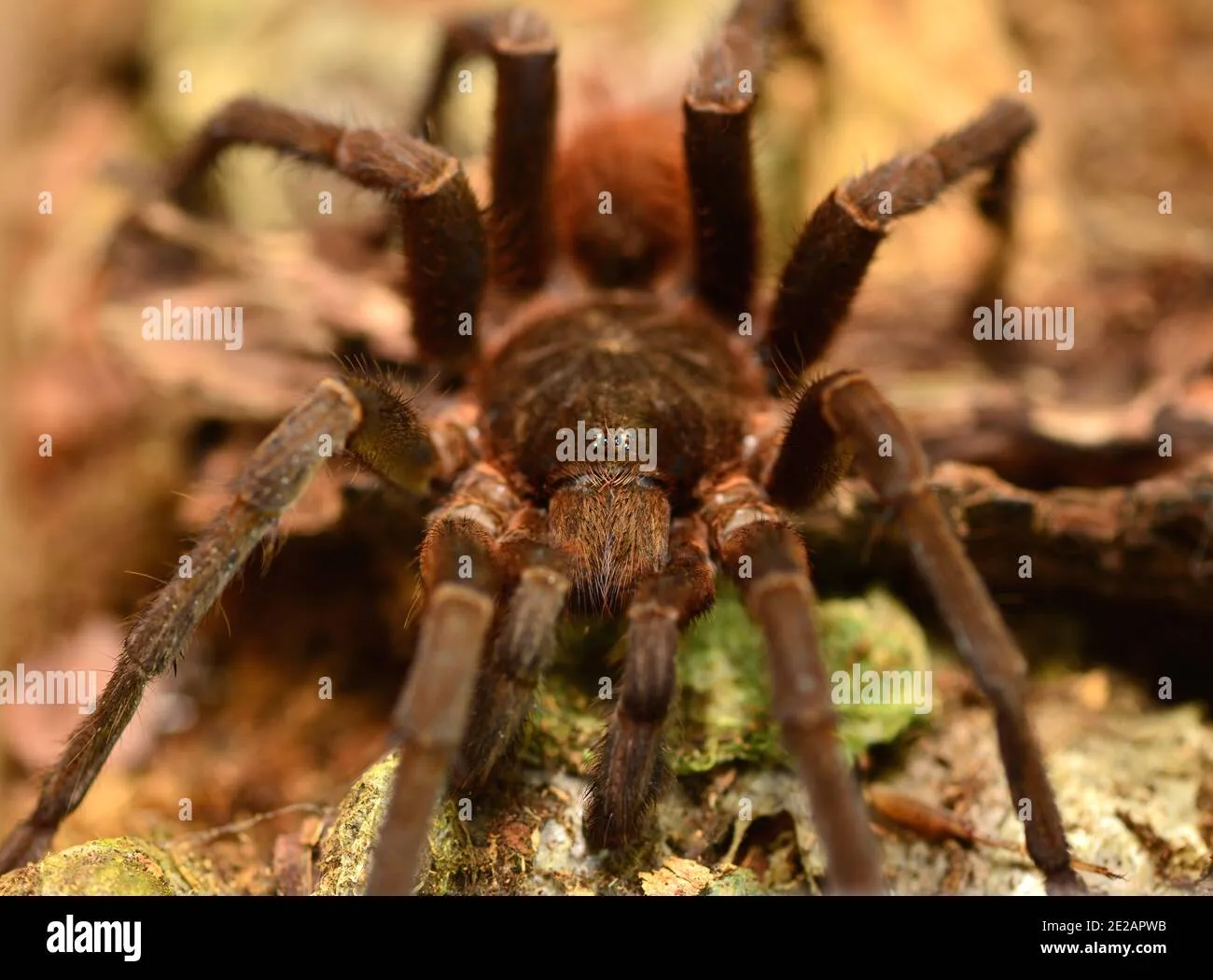 /img/16986-orange-mouth-tarantula-health.webp