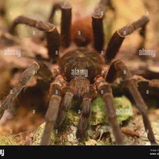 /img/16986-orange-mouth-tarantula-health.webp