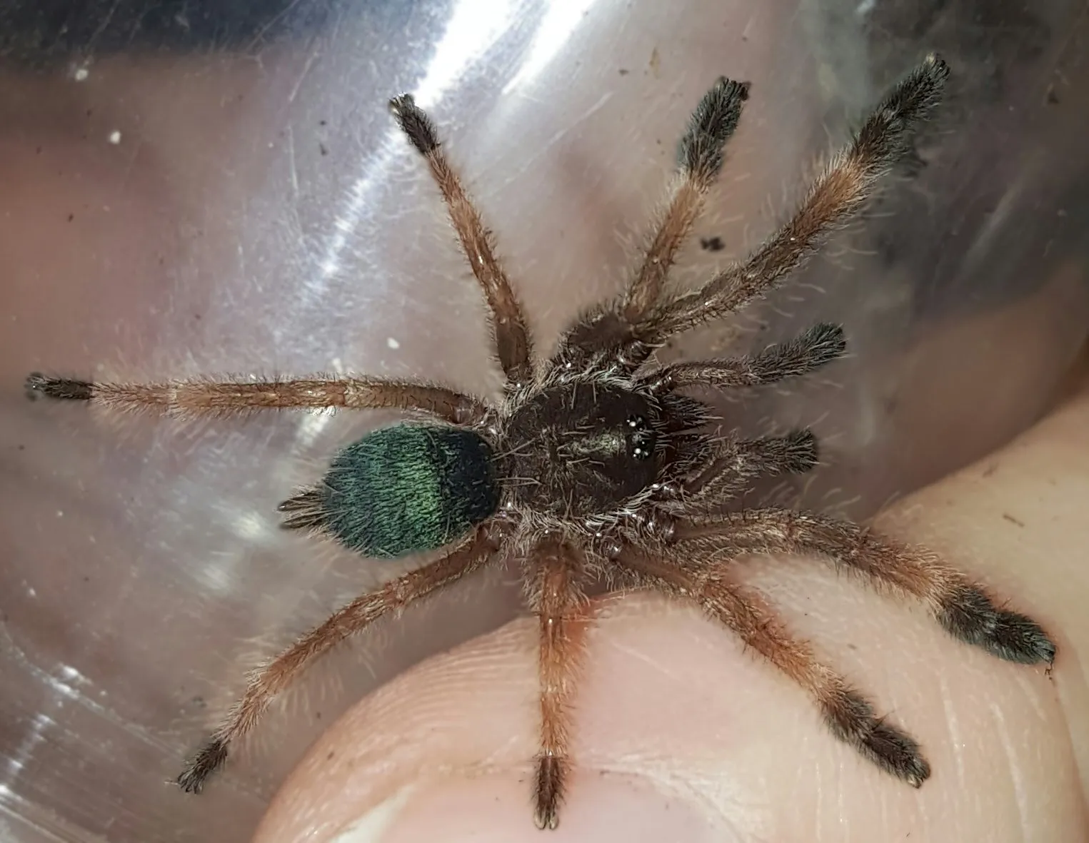 16986 orange mouth tarantula molting