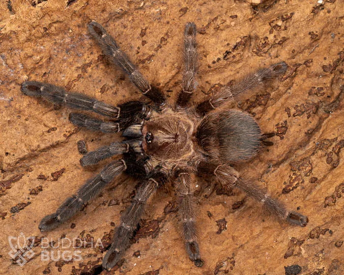 16986 orange mouth tarantula spiderling