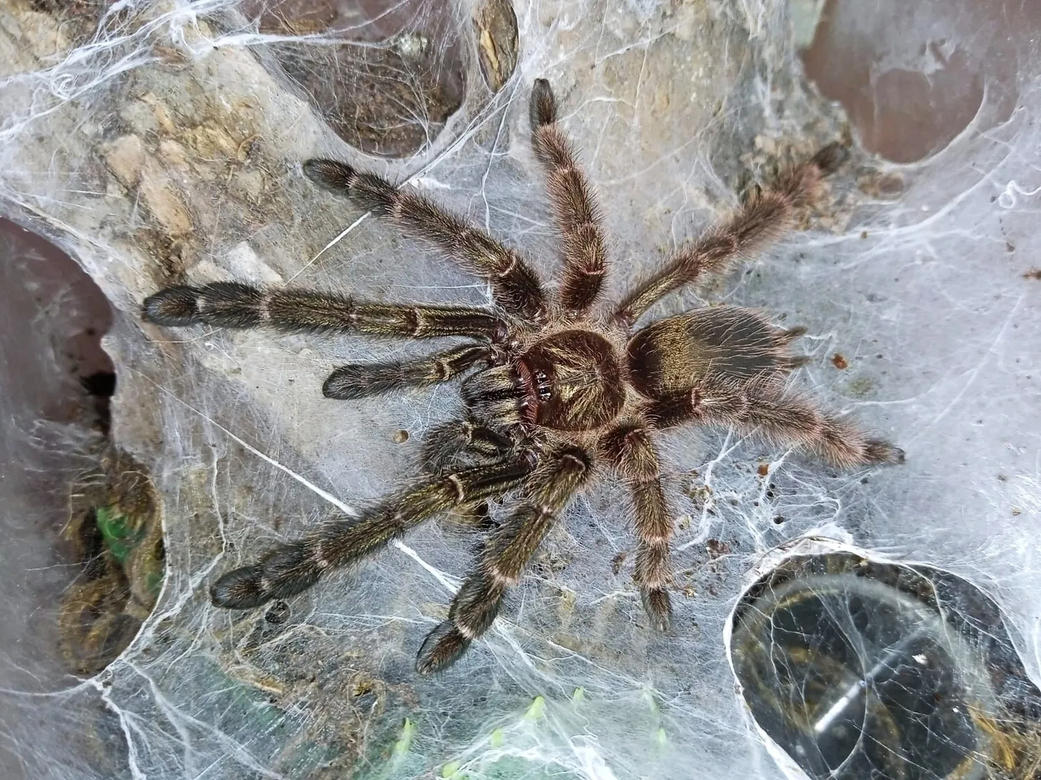 16986 orange mouth tarantula substrate