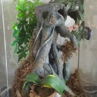 /img/16987-feeding-tarantula-inside-enclosure.webp