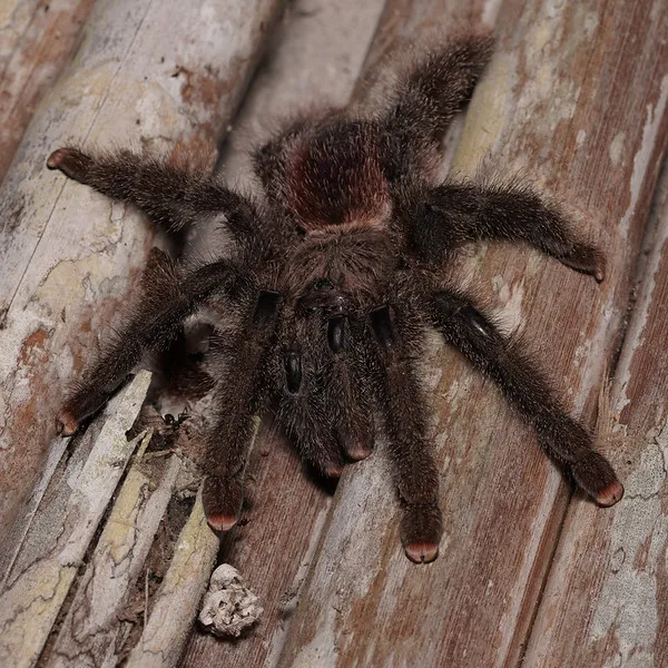 16988 pinkfoot tarantula enclosure