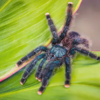 /img/16988-pinkfoot-tarantula-health.webp