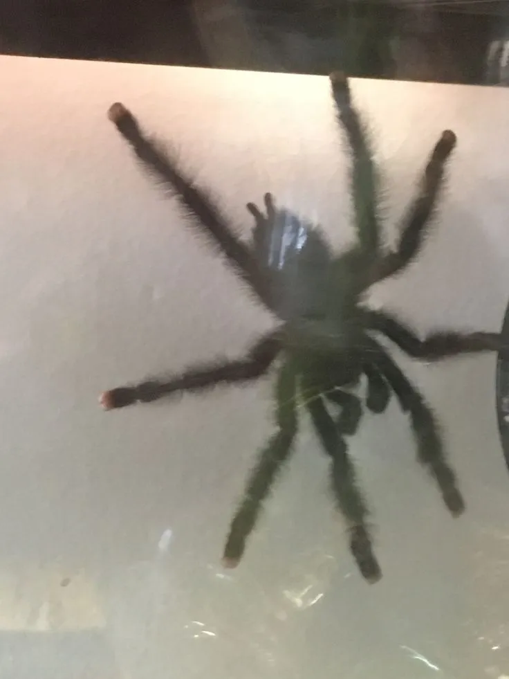 16988 pinkfoot tarantula molting