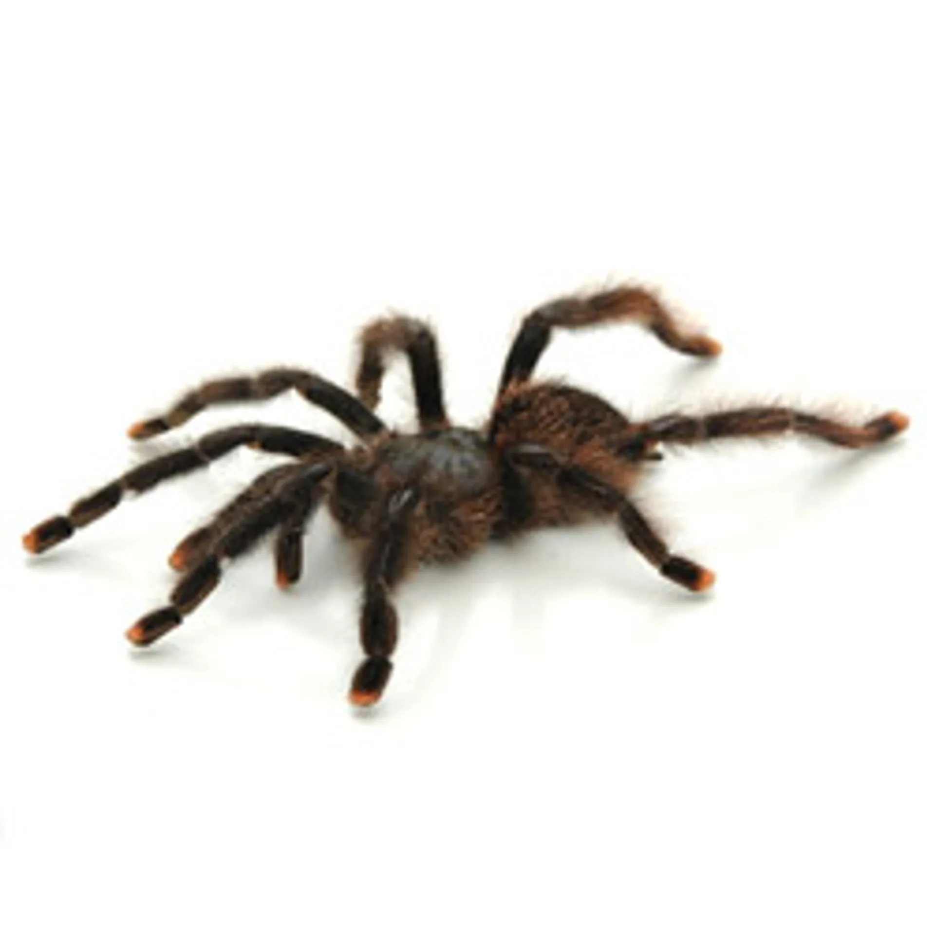 16988 pinkfoot tarantula substrate