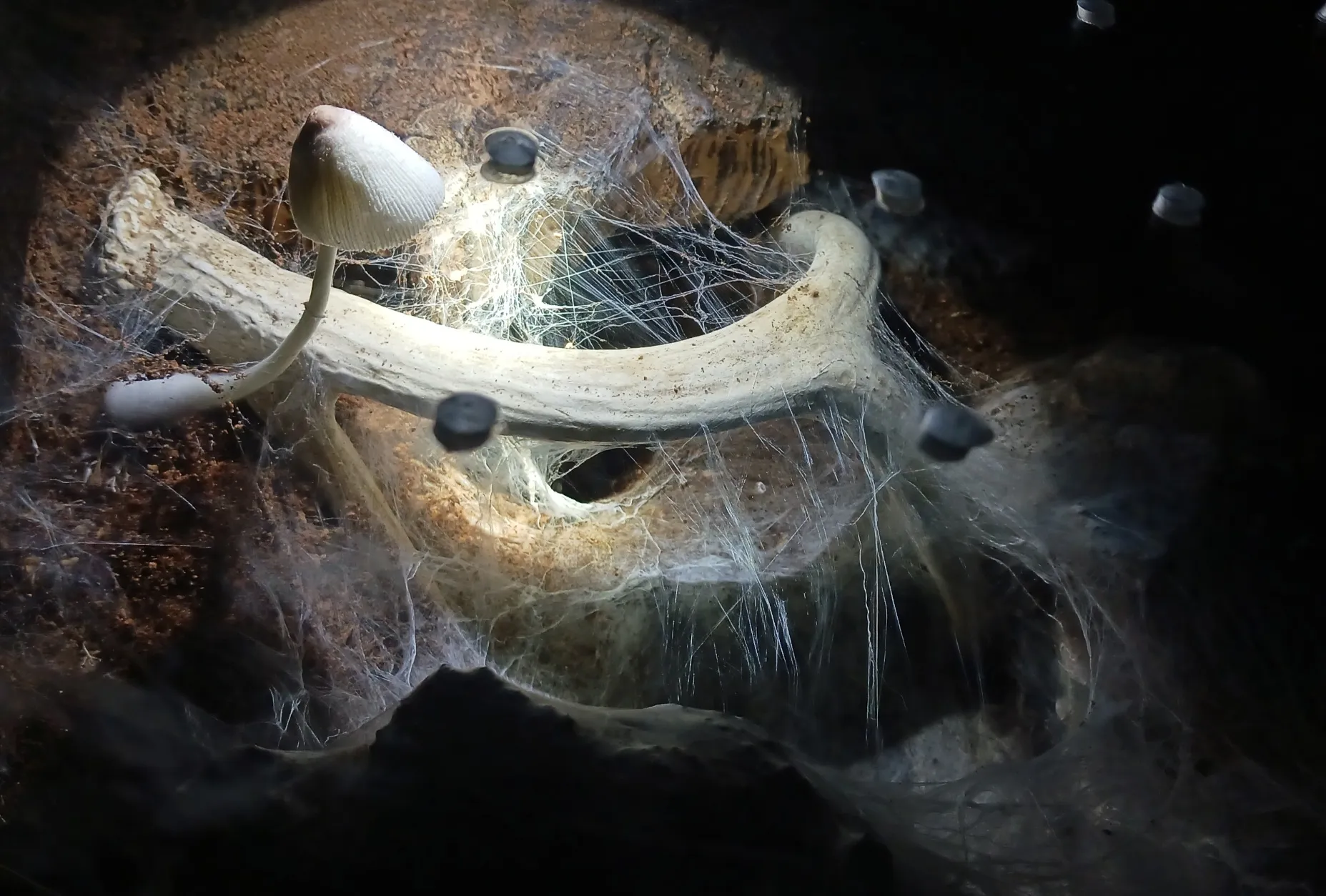 16989 tarantula mushroom enclosure overview
