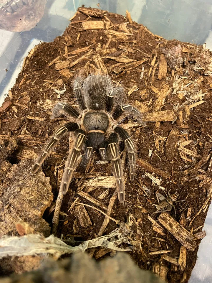 /img/16990-stripe-knee-tarantula-seemanni-eating.webp