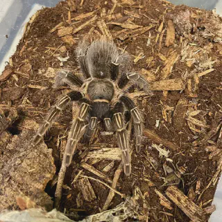 /img/16990-stripe-knee-tarantula-seemanni-eating.webp