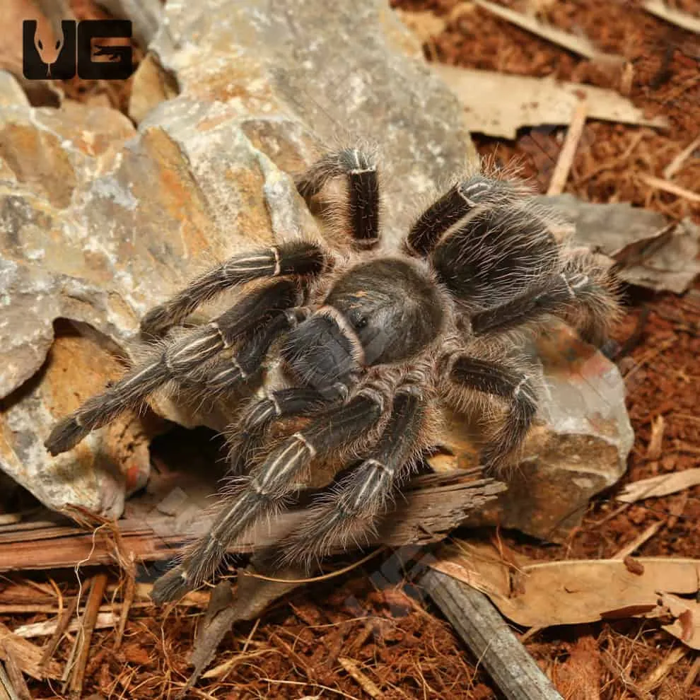 16990 stripe knee tarantula seemanni eggs