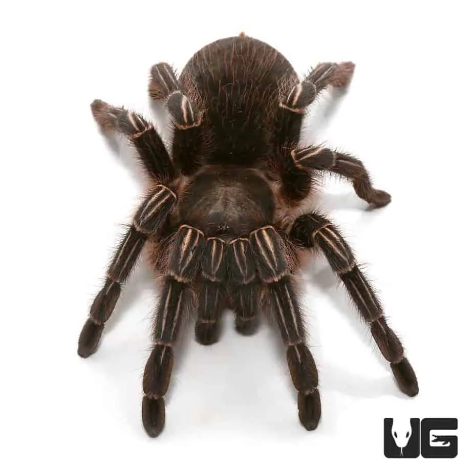 16990 stripe knee tarantula seemanni enclosure