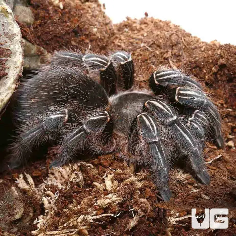 16990 stripe knee tarantula seemanni handling