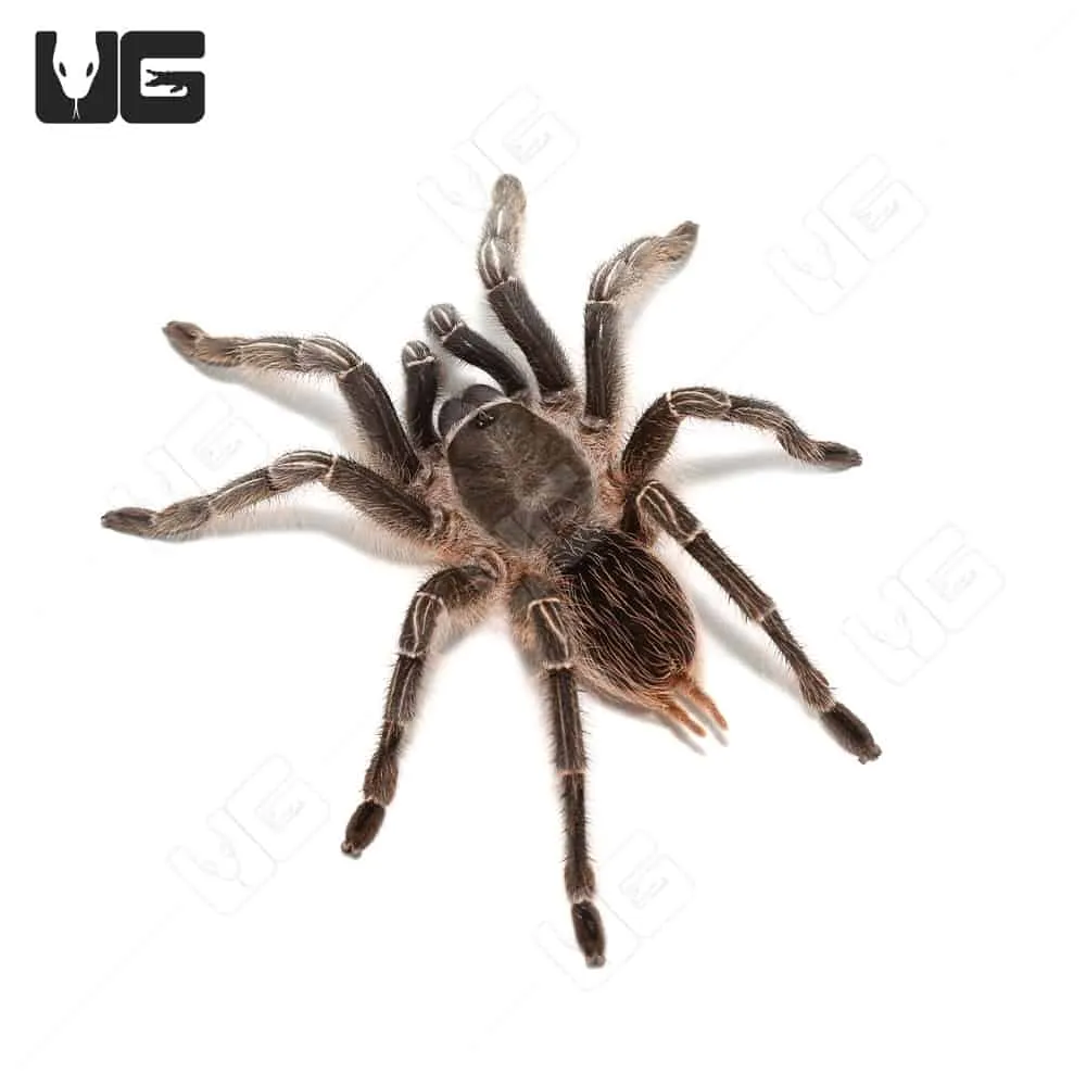 16990 stripe knee tarantula seemanni molting