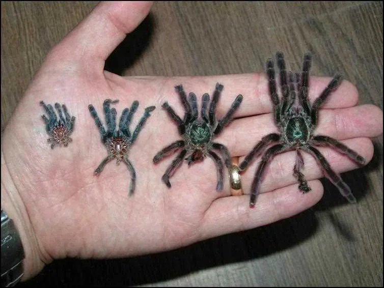 16991 male pinktoe tarantula molt