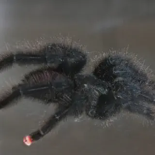 /img/16991-pinktoe-tarantula-feeding.webp