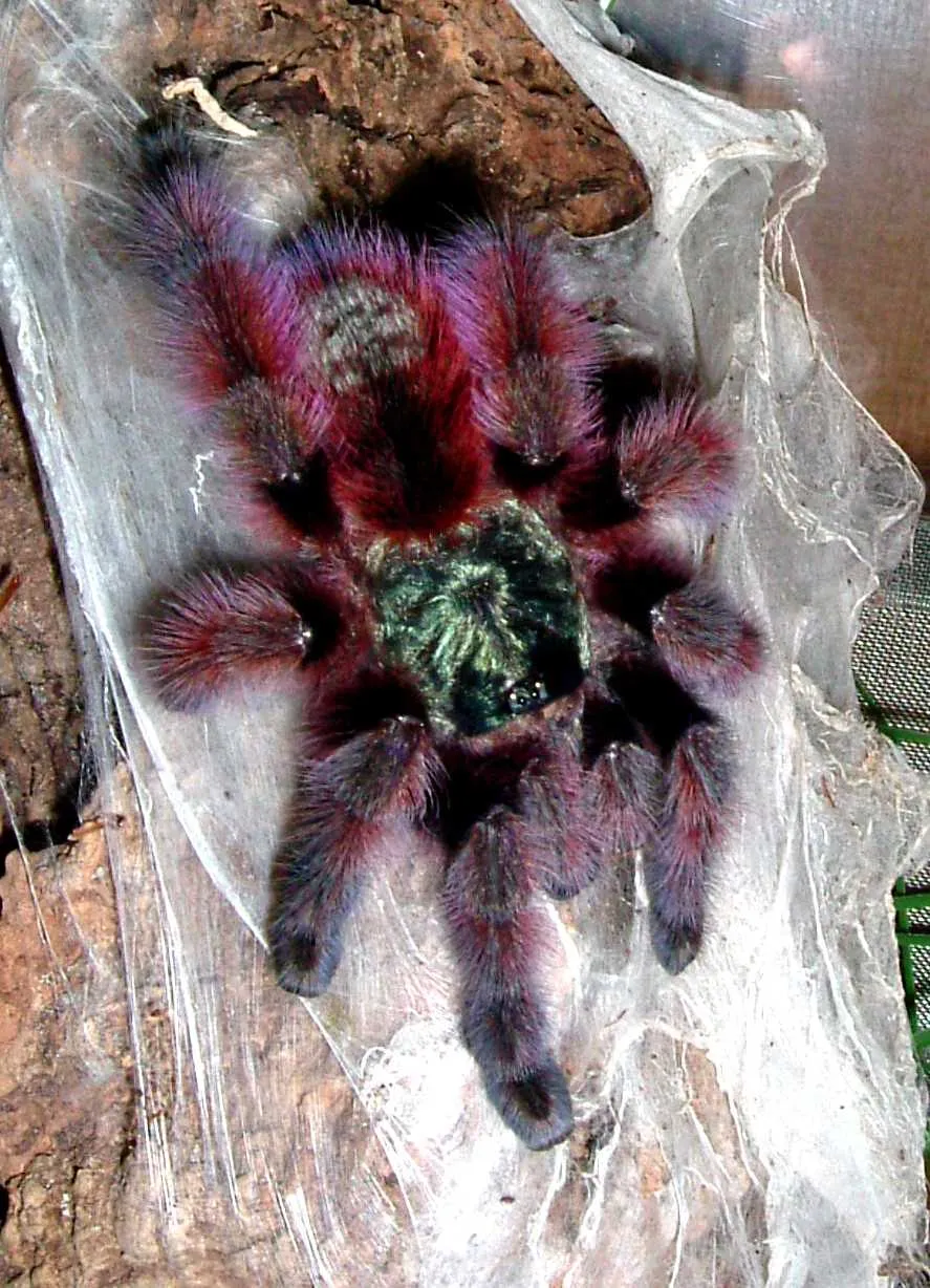 16991 pinktoe tarantula pedipalps