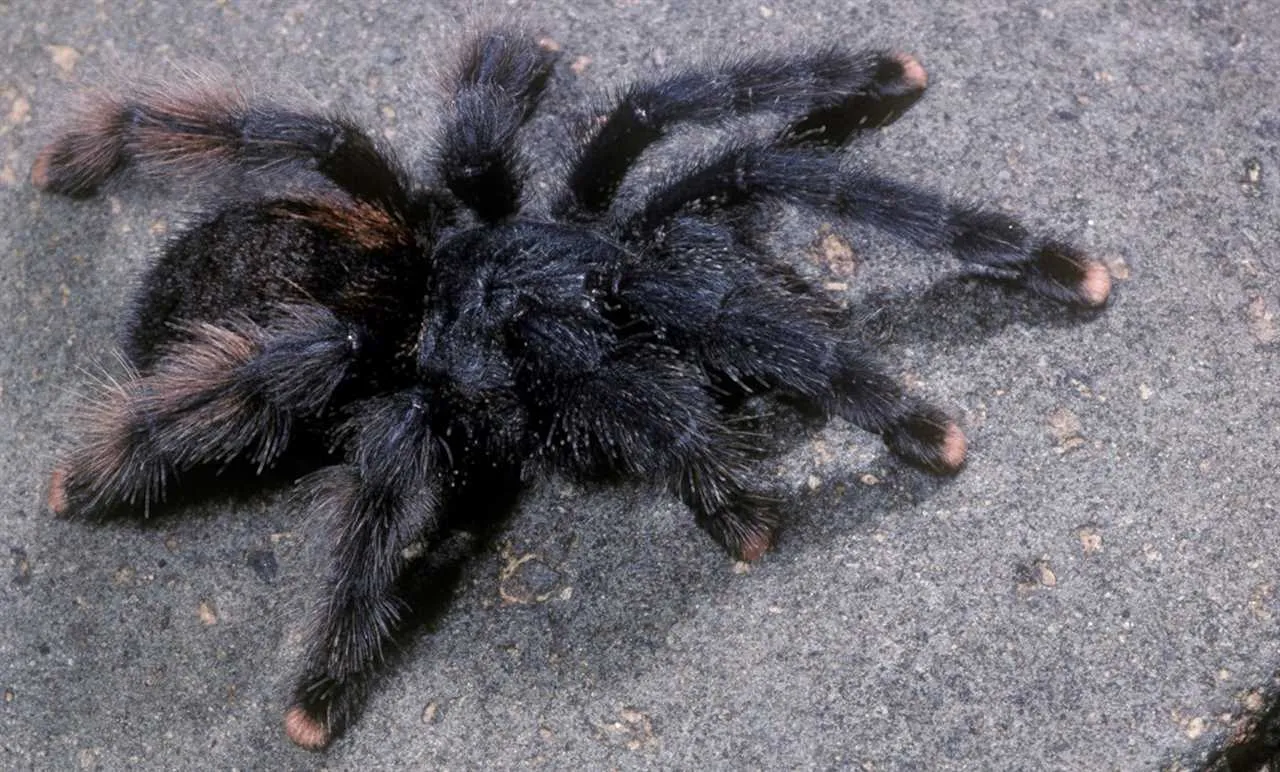 16991 pinktoe tarantula size comparison