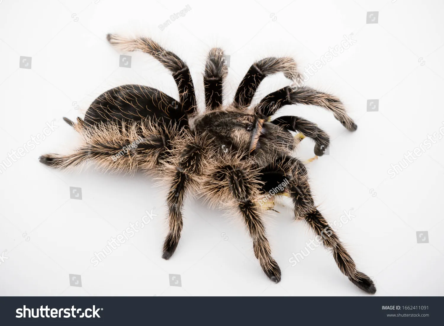 16992 curly hair tarantula healthy