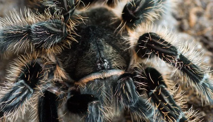 /img/16992-curly-hair-tarantula-molting.webp