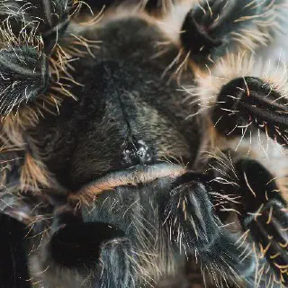 /img/16992-curly-hair-tarantula-molting.webp