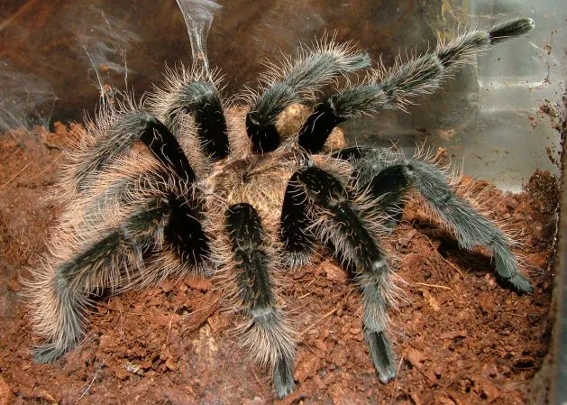 16992 curly hair tarantula substrate