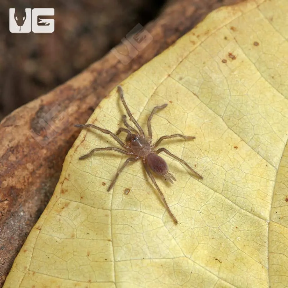 16993 blue leg beauty tarantula close up