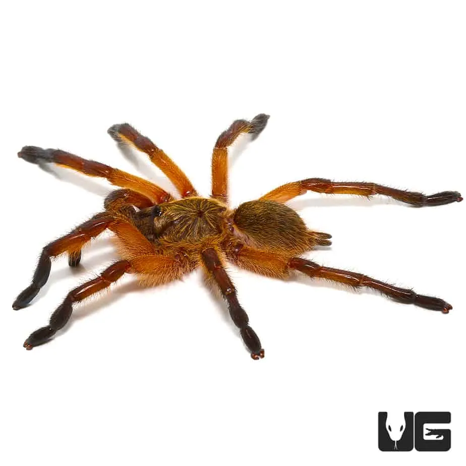 /img/16993-blue-leg-beauty-tarantula-enclosure.webp
