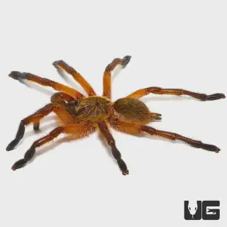 /img/16993-blue-leg-beauty-tarantula-enclosure.webp