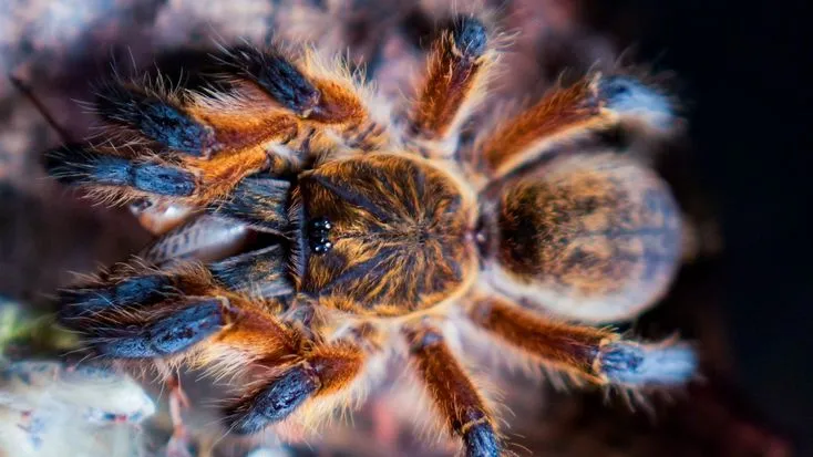 16993 blue leg beauty tarantula handling