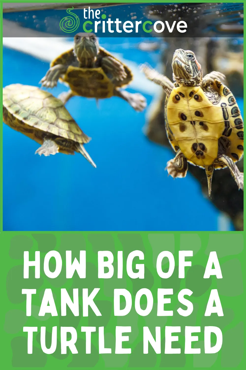 16994 tarantula tank size overview