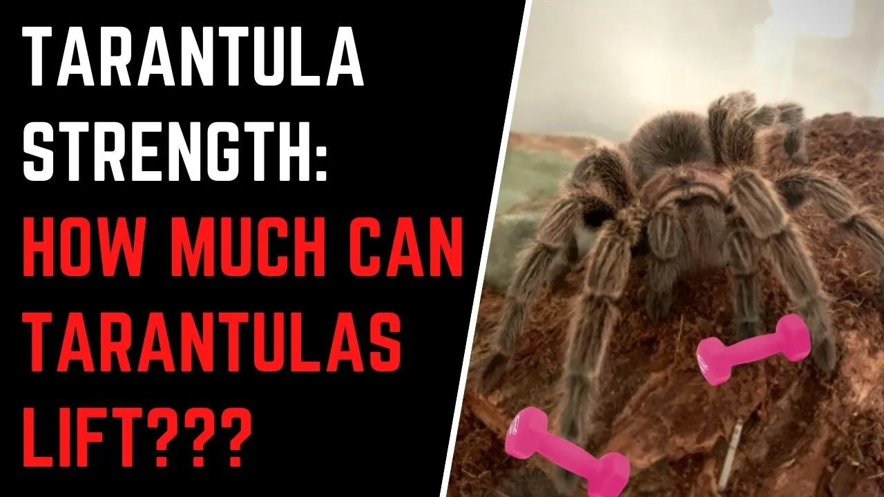/img/16994-tarantula-tank-upgrade.webp