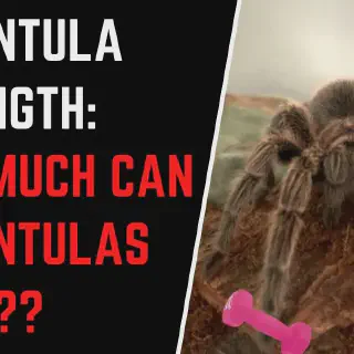 /img/16994-tarantula-tank-upgrade.webp