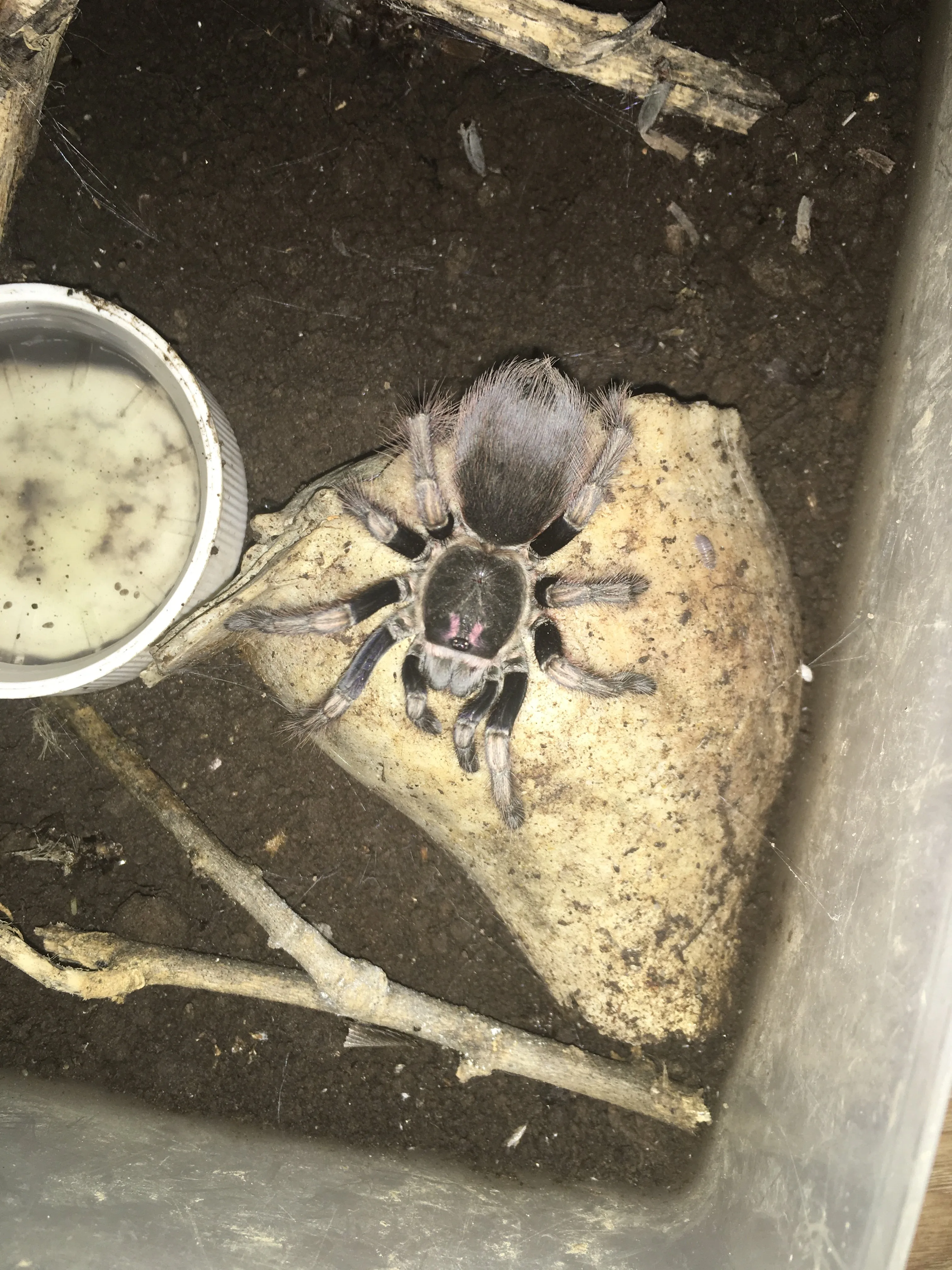 16995 tarantula enclosure