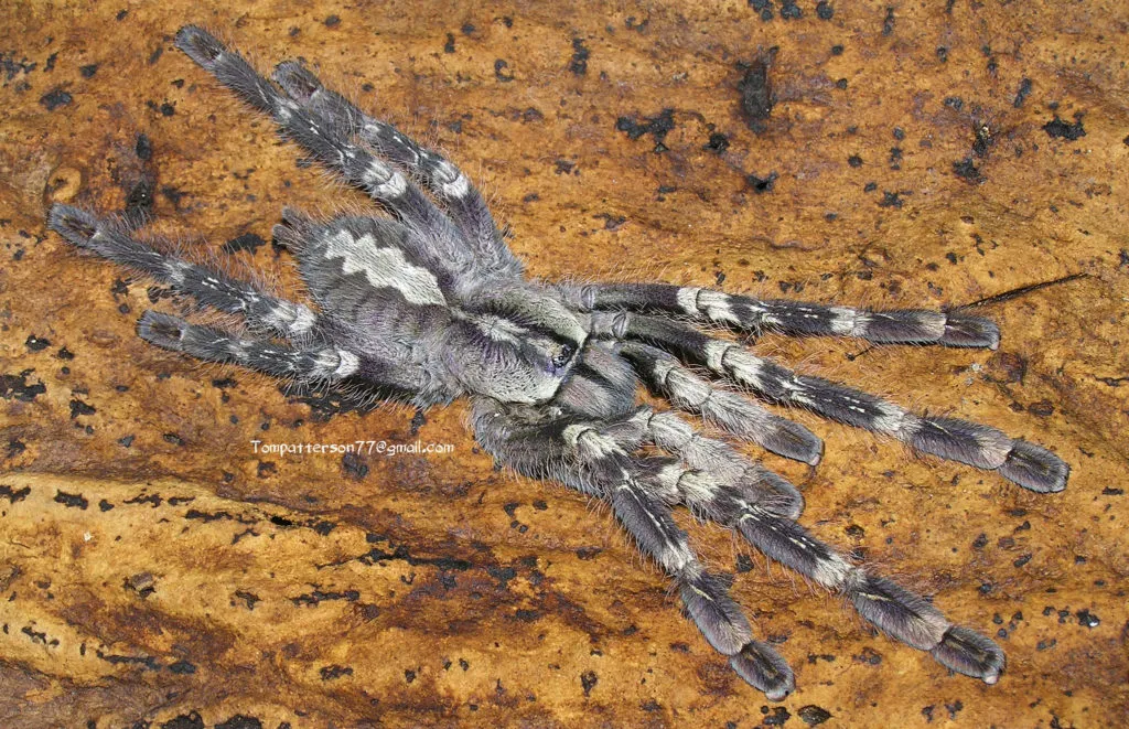 16995 tarantula feeding