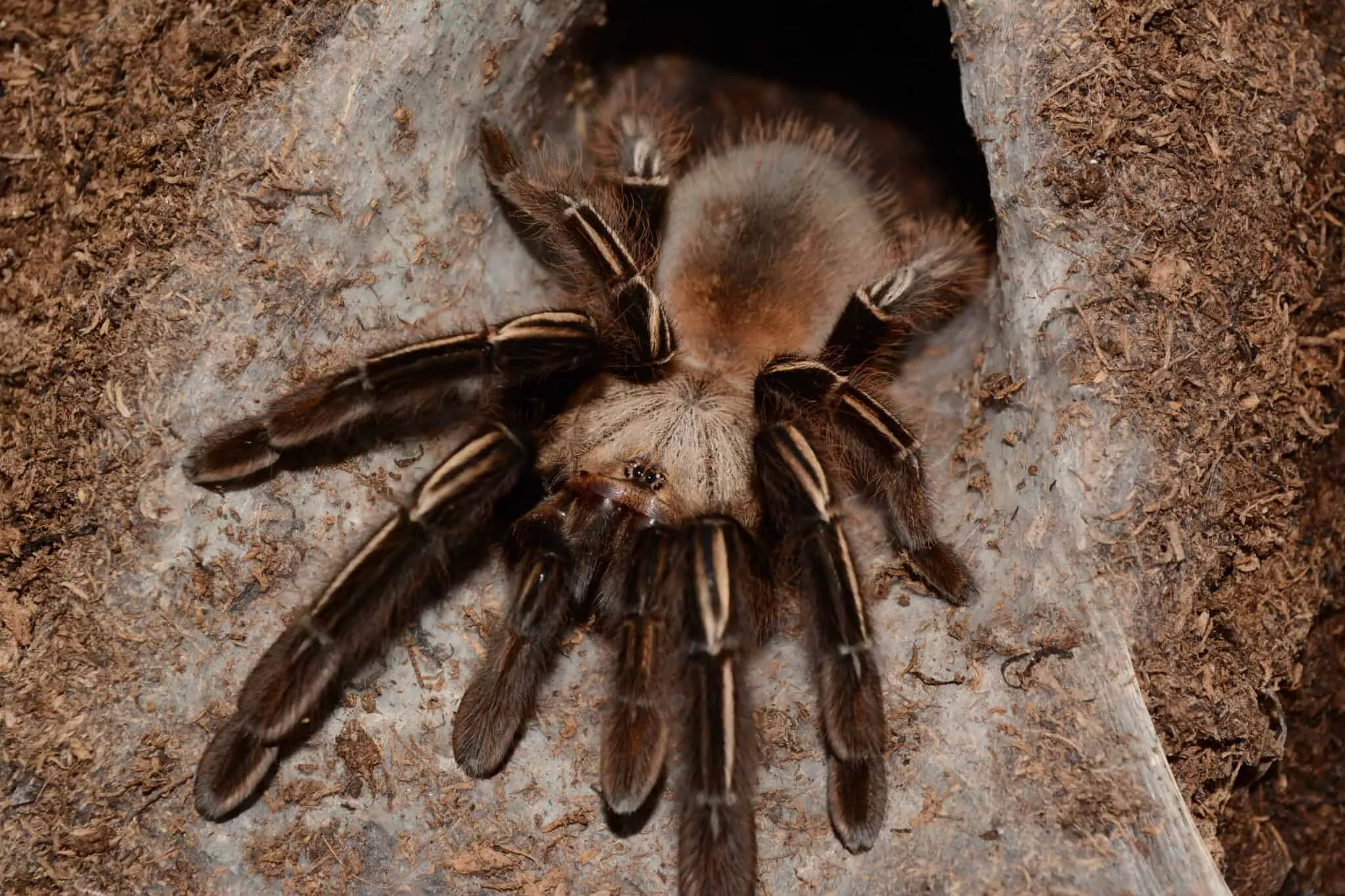 /img/16995-tarantula-habitat.webp