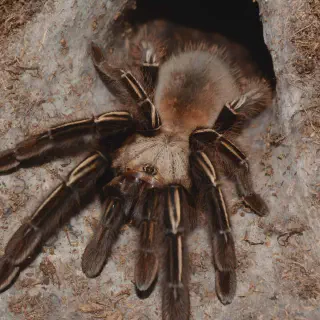 /img/16995-tarantula-habitat.webp