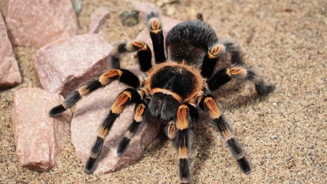 16995 tarantula handling