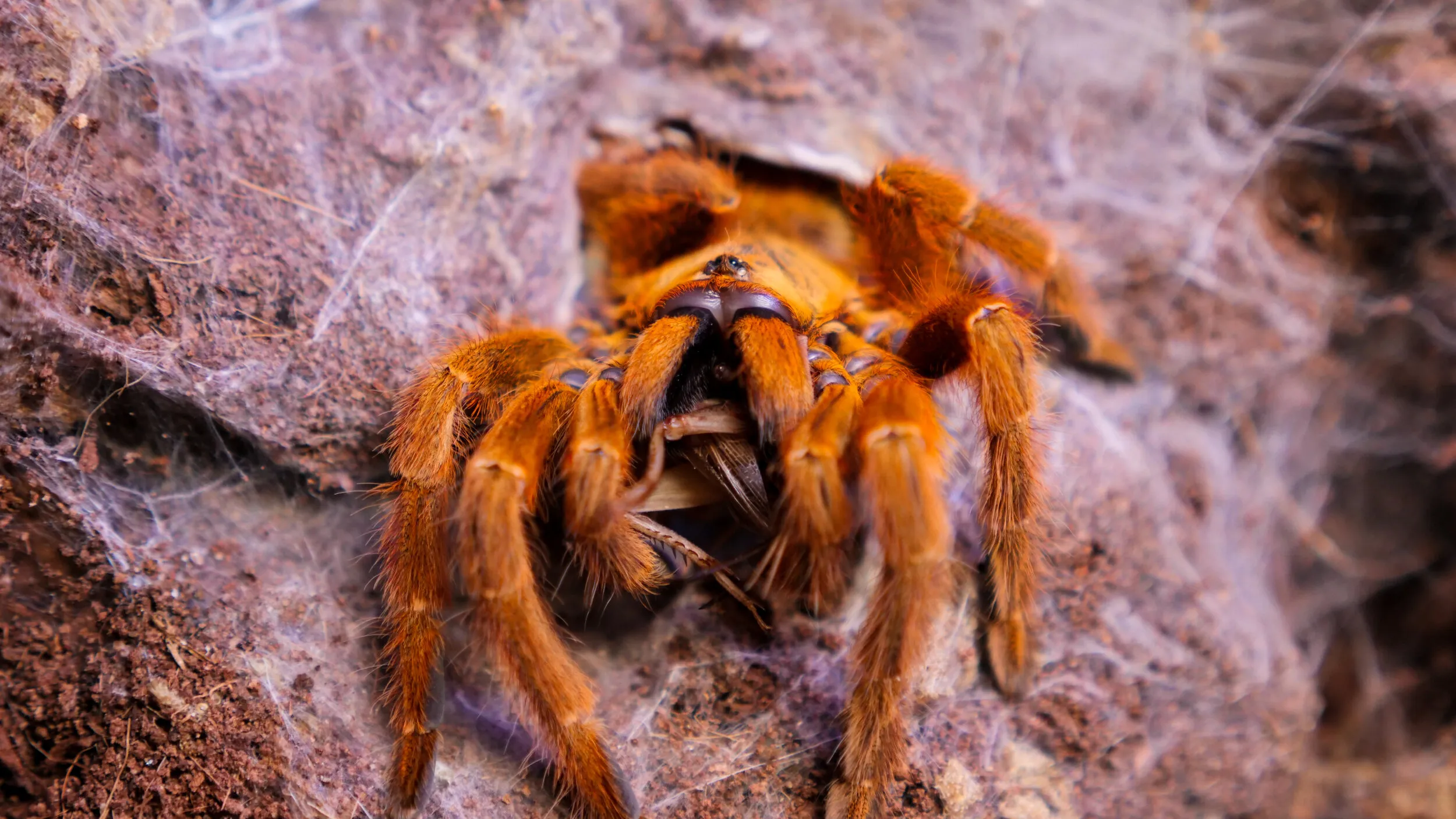 16995 tarantula molting