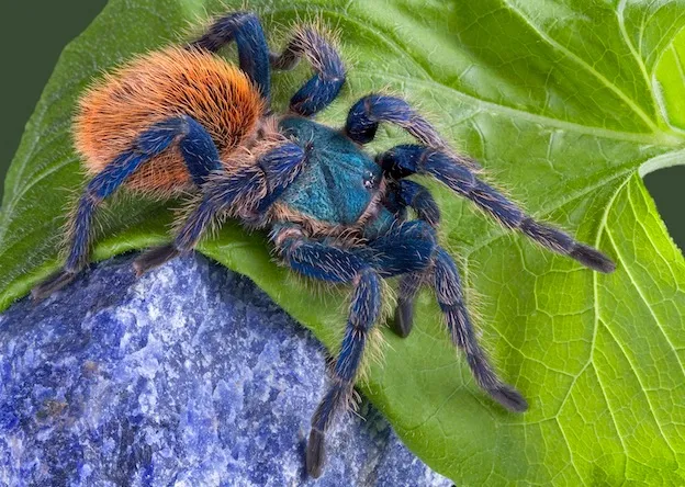 16995 tarantula water