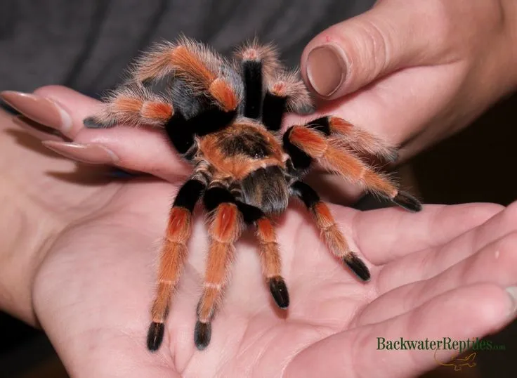 16996 mexican fireleg tarantula handling 1