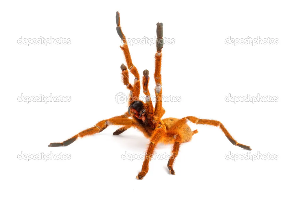 16998 usambara baboon tarantula enclosure