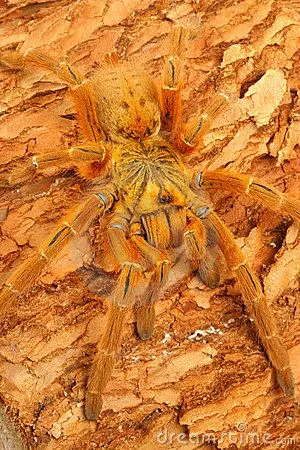 16998 usambara baboon tarantula feeding