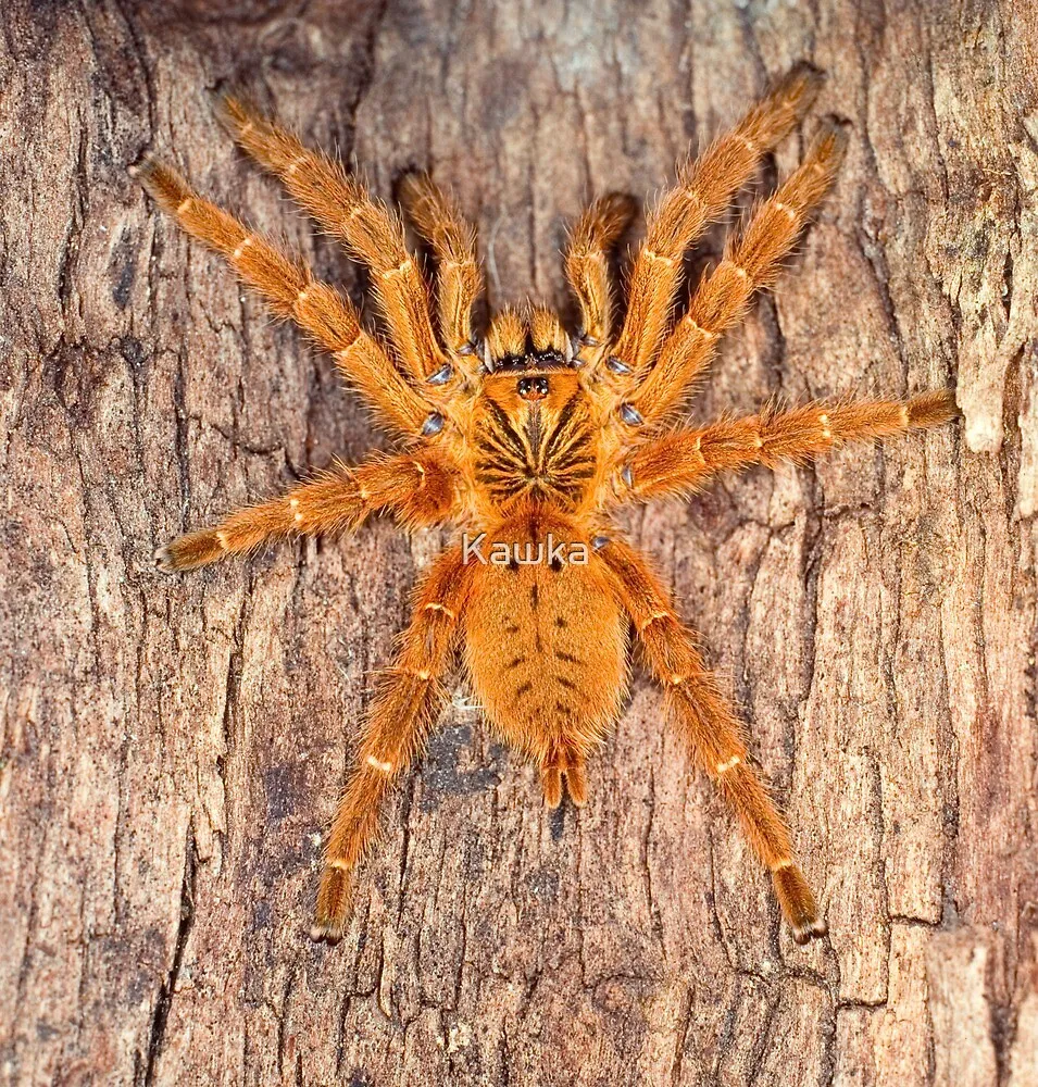 16998 usambara baboon tarantula handling